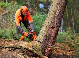 How Our Tree Care Process Works  in Lakeside Park, KY